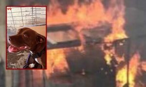 Kulübesi ateşe verilerek öldürülmüştü: Pitbull cinayetine 6 yıla kadar hapis istemi