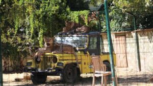 Mahalle arasındaki hayvanat bahçesi mühürlendi