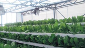 ‘Mamak çöplüğü’nden domates yetiştirmeye