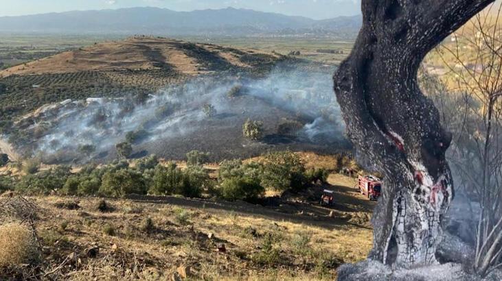 Mangal keyfi için 30 dönüm zeytinlik alanı yaktılar
