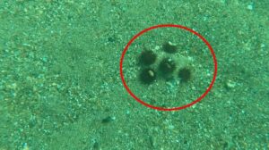 Marmara’da tehlike sinyali! Denizkestanesinde artış tespit edildi