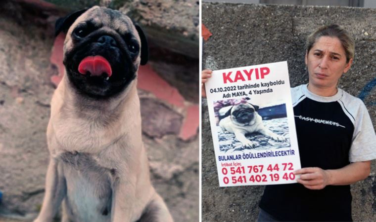 ‘Maya’yı bulana 10 bin TL ödül verecek