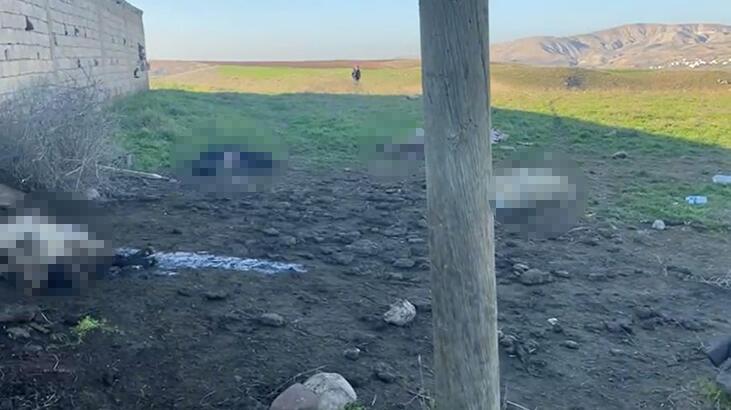 Merada otlatıldıktan sonra teker teker öldüler!