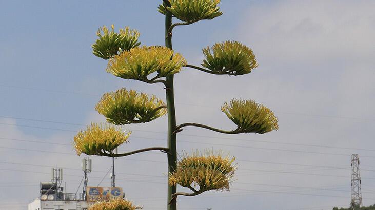 Mersin’de Agave bitkisi tarihinde ilk defa çiçek açtı