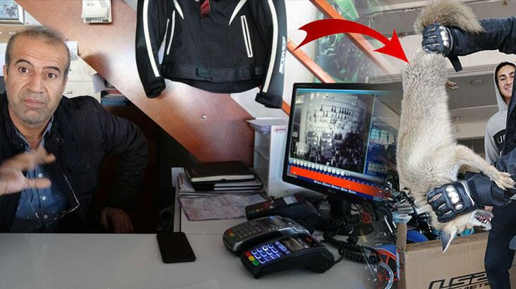 Motosiklet mağazasına giren tilki ortalığı savaş alanına çevirdi