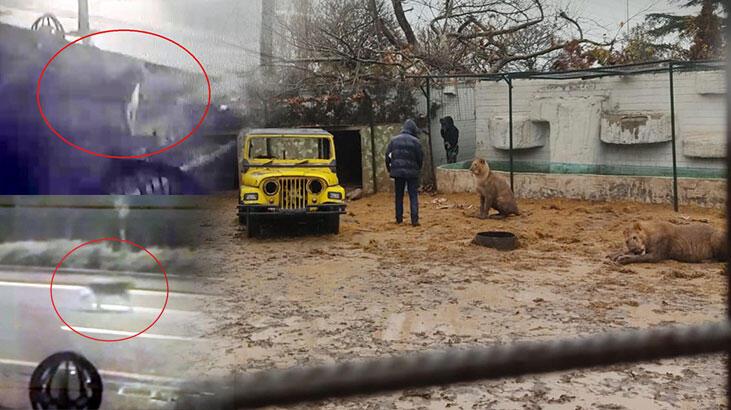 Mühürlü hayvanat bahçesinden kaçan aslan yola indi! ‘Korkudan dışarı çıkamadık’