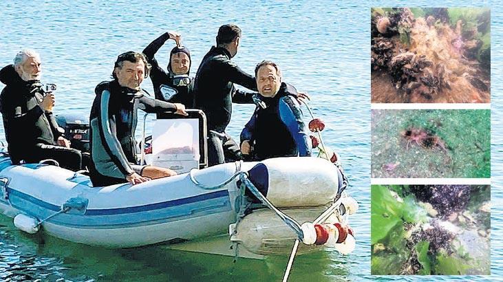 Müsilaja rağmen kırlangıç döndü