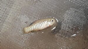 Nesli tehlikedeki 5 endemik balık koruma altında