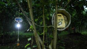 Ordu’da bahçesine dadanan domuzları sıra dışı yöntemle uzaklaştırdı