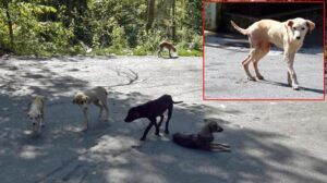 Ormanlık alana bırakılan köpekler açlıktan ölmek üzere
