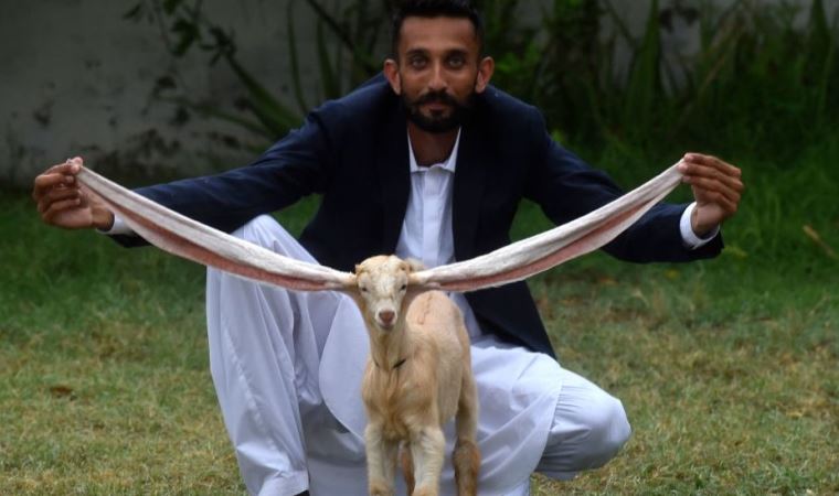 Pakistan: Uzun kulaklı keçi sosyal medya yıldızı oldu