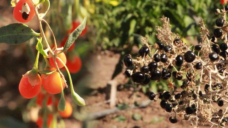 Pandemi döneminde aldığı çorak araziyi tropikal meyve yetiştiriyor