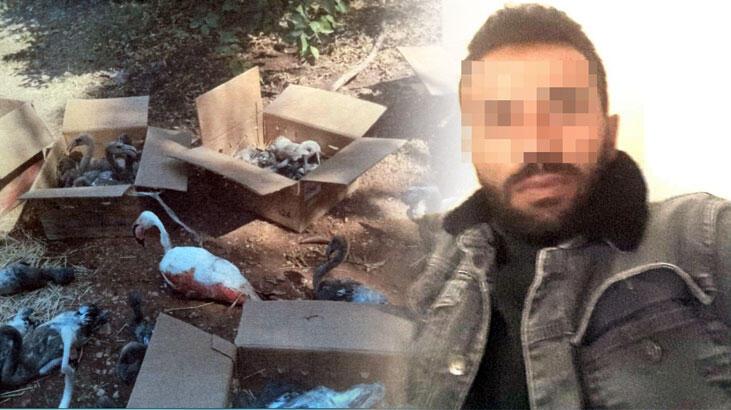 Para için flamingolara kıydılar