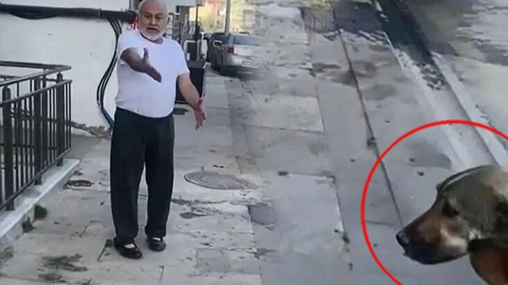 ‘Paşa’ isimli köpeği öldürüp, sahibini de tehdit eden sanık için karar