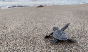 Patara’da 17 bin yavru caretta caretta denizle buluştu