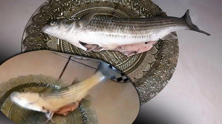 Pişirmek için balığın içini açtı, dehşete düştü! Çığlıklarına koştular