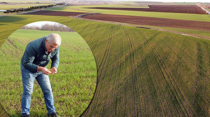 Prof. Dr. Kaya: Yağmur buğdayı kurtardı, tarım çok büyük etkilenirdi