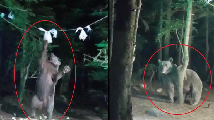 Saniye saniye kaydedildi! Ayı, kampçıların yiyeceklerini yedi