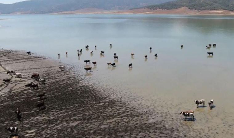 Sıcaklardan bunalan hayvanlar barajda serinliyor