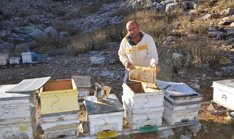 Siparişler kovandan çıkmadan alınıyor, kilogramı 300 TL’den satılıyor