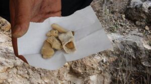 Sivas’ta tesadüfen bulundu! ‘Günümüzde bulunan hiçbir canlı kemiğine benzemiyor’