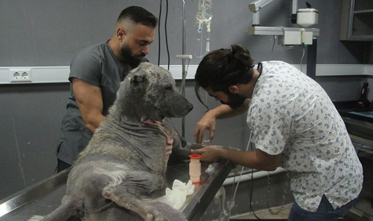 Sokaktaki hayvanların tedavisi için ‘ücretsiz’ klinik açtı