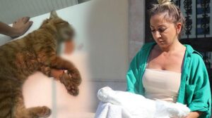 Son 1 ay içinde 4’üncü olay! Çamaşır suyu ile kedi ölümüne inceleme