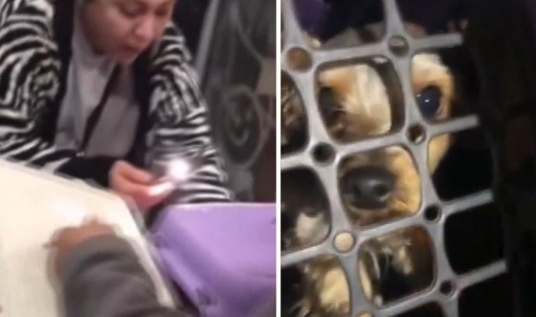 Sosyal medya ayağa kalkmıştı… Esenyurt’ta şiddet gören köpek kurtarıldı: Gözaltına alınan sahibine hayvanseverler tepki gösterdi