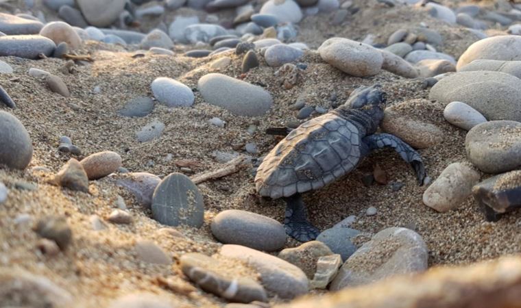 Su sıcaklığı 1 derece düştü, Belek’te ‘caretta caretta’ yuvaları yüzde 61 azaldı