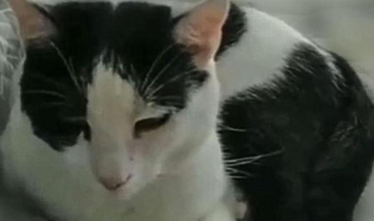 Tekir kedi, ‘kalp kapakçığı’ tümörüyle literatüre girdi