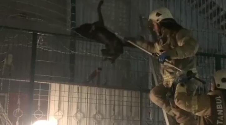 Tellere takılan köpeğin yardımına itfaiye ekipleri koştu