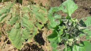 Tırtıl istilası! Sebze ve meyve yapraklarına da sıçradı