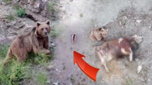 Tosunu yiyen ayıyı drone ile kovaladı