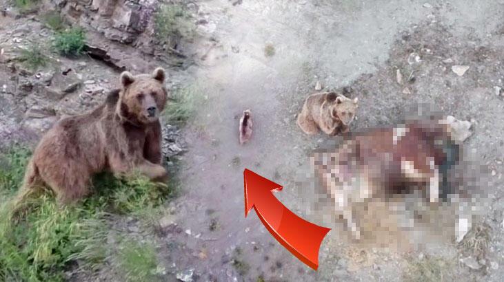 Tosunu yiyen ayıyı drone ile kovaladı