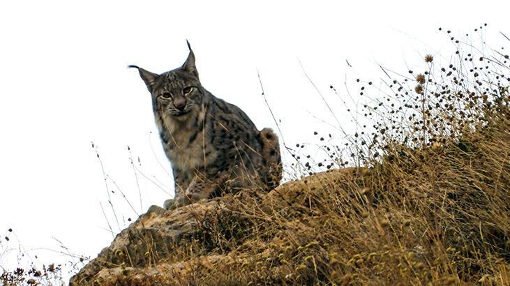 Tunceli’de 15 yıl izini sürdüğü vaşağı yakından görüntüledi