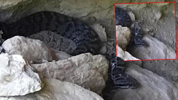 Tunceli’de zehirli ‘Wagner Kaya Engereği’ görüntülendi