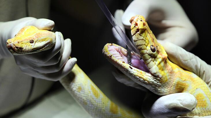 Türkiye’ye kaçak yollarla sokuldu! Albino piton yeni yuvasında
