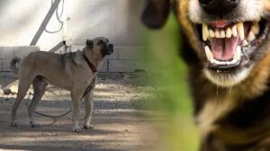 Uzman isimden flaş ‘kuduz’ yorumu: ‘Son 1 yılda 250 bin kişi tedavi gördü’