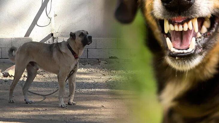 Uzman isimden flaş ‘kuduz’ yorumu: ‘Son 1 yılda 250 bin kişi tedavi gördü’