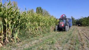 Van Gölü suyunun çekildiği bölge, tarım alanı oldu