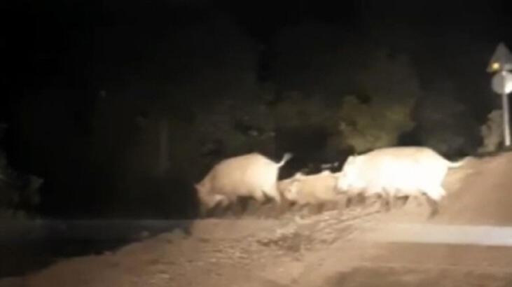 Yemek bulamayan domuz sürüsü köye indi