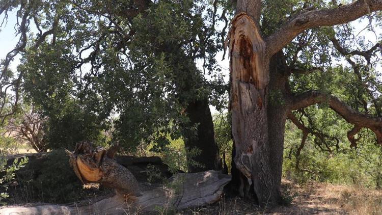Yeni gelinin batıl inancı 500 yıllık meşe ağacını yaktı