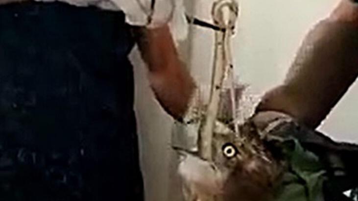 Yılanı yutamayınca boğulma tehlikesi geçiren kartal kurtarıldı