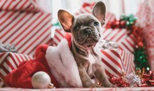 Yılbaşı yemekleri evcil hayvanları ‘zehirleyebilir’