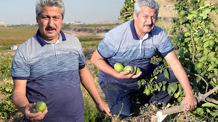 Yok böyle vicdansızlık! 600 ağacı köklerinden kestiler