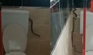 Yüzünü yıkamak istedi,  yılanla karşılaştı