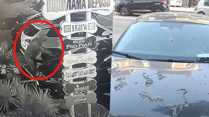 Zabıta müdürünün otomobiline boya sökücü döküldü, o anlar kamerada